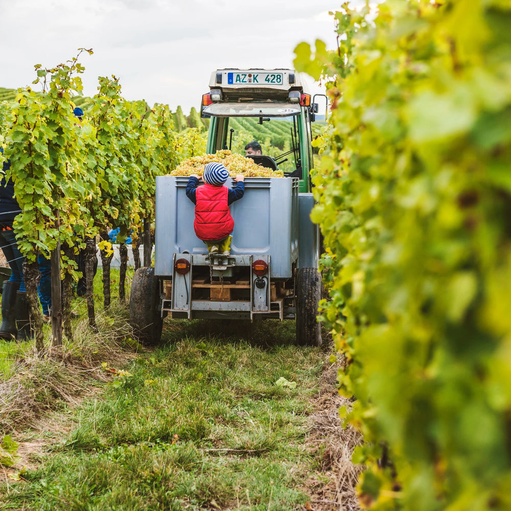 Weingut Kampf