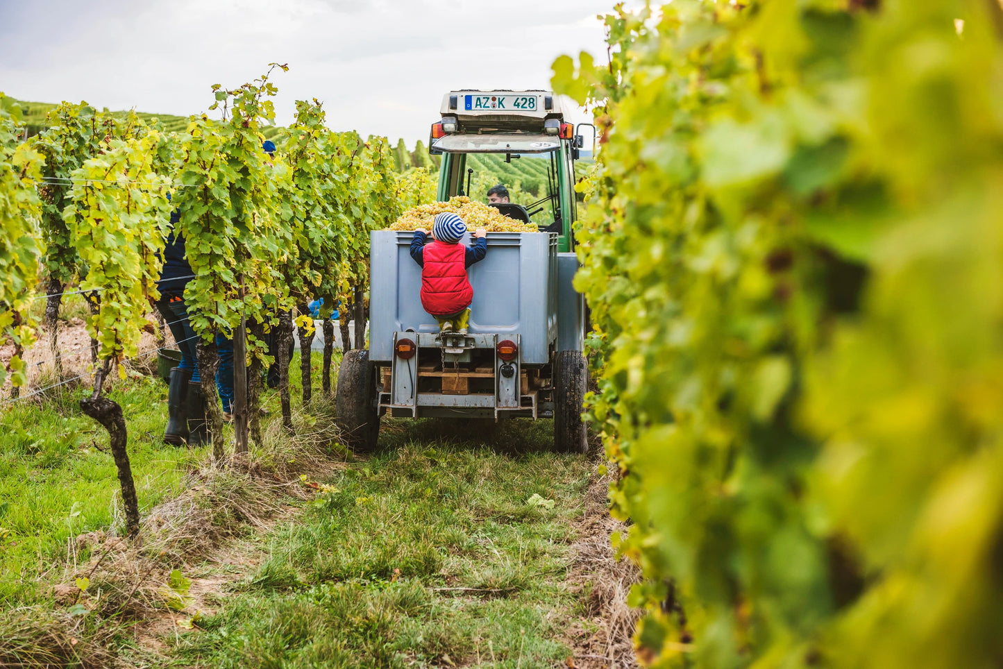 Weingut Kampf