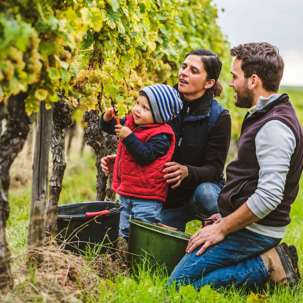 Familie Kampf im Weingut